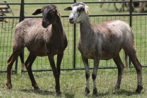 2X MEATMASTER EWE IMOYA