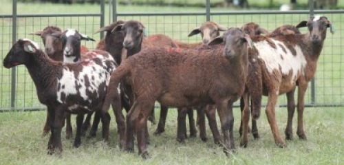10X MEATMASTER EWE IMOYA