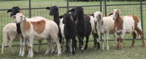 10X MEATMASTER EWE IMOYA