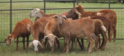 10X MEATMASTER EWE IMOYA