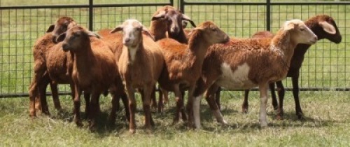 10X MEATMASTER EWE IMOYA