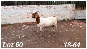 1X BOERBOK OOI/EWE CR Botha Boerbokstoet - KUDDE