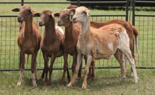 5X MEATMASTER EWE IMOYA