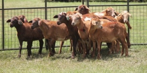 11X MEATMASTER EWE IMOYA