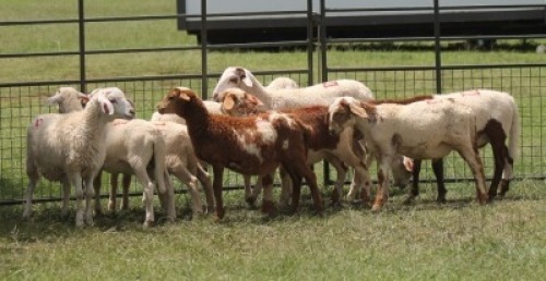 10X MEATMASTER EWE IMOYA