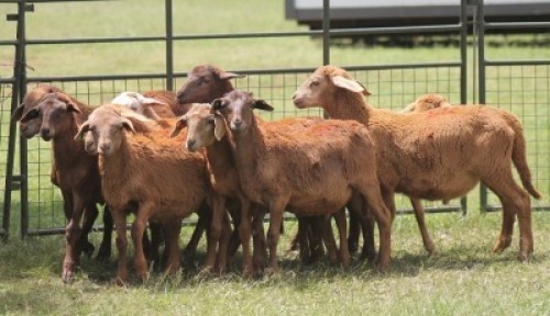 10X MEATMASTER EWE IMOYA
