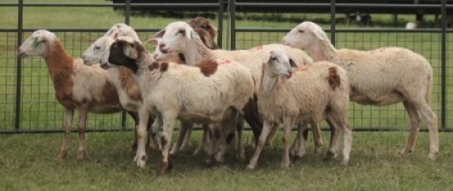 10X MEATMASTER EWE IMOYA