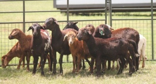 11X MEATMASTER EWE IMOYA