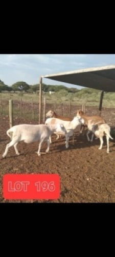 5 x SHEEP Slaughter Joop Lewis (Pay per animal to take the lot)