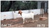 1X BOERBOK OOI/EWE CR Botha Boerbokstoet