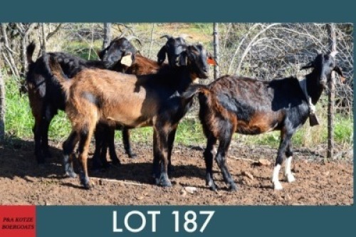 3 x VELD GOAT EWE Anel (Pay per piece to take the lot)