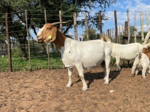 1+2 x BOER GOAT EWE Hannah