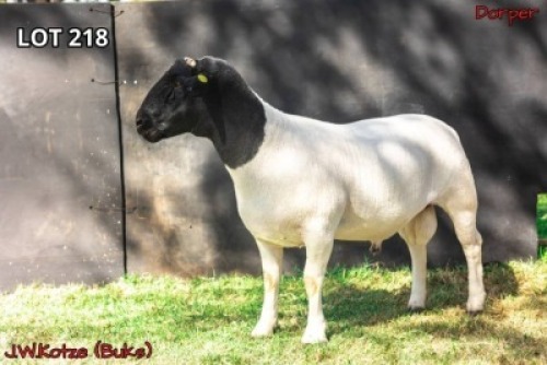 1 x DORPER RAM J.W. Koetze