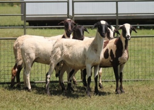 5X MEATMASTER EWE IMOYA