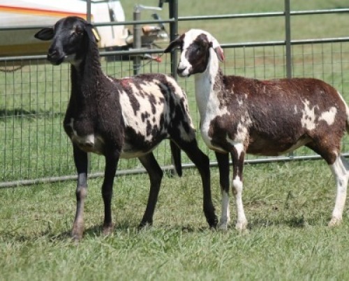 2X MEATMASTER EWE IMOYA