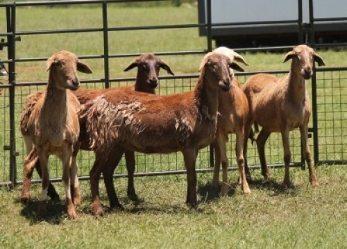 5X MEATMASTER EWE IMOYA