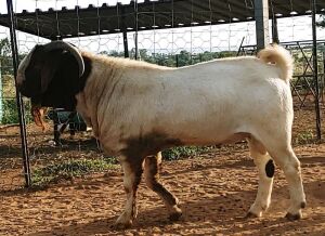  1X  BOERBOK   RAM   Kanon Boerbokstoet KUDDE