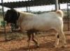1X &nbsp;BOERBOK &nbsp; RAM &nbsp; Kanon Boerbokstoet KUDDE