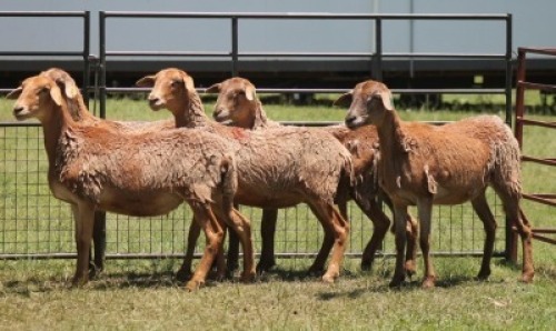 5X MEATMASTER EWE IMOYA