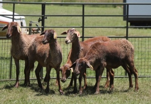 5X MEATMASTER EWE IMOYA