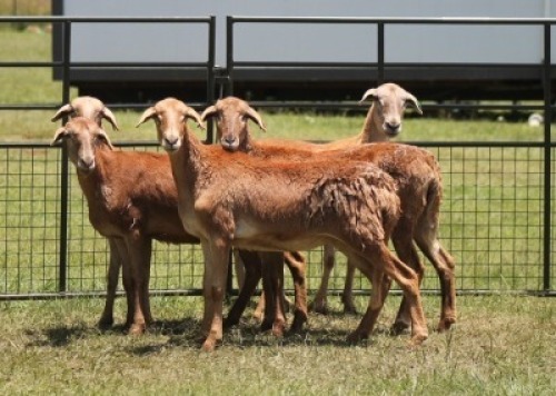5X MEATMASTER EWE IMOYA