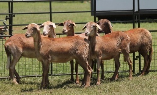 5X MEATMASTER EWE IMOYA