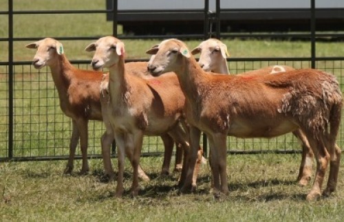 5X MEATMASTER EWE IMOYA
