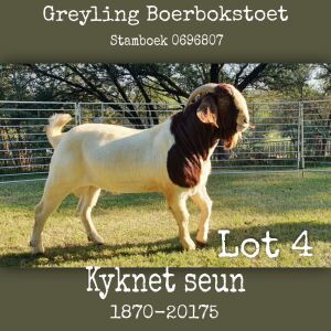 1X BOERBOK RAM Greyling Boerbokstoet -KUDDE