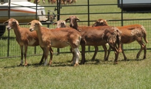5X MEATMASTER EWE IMOYA
