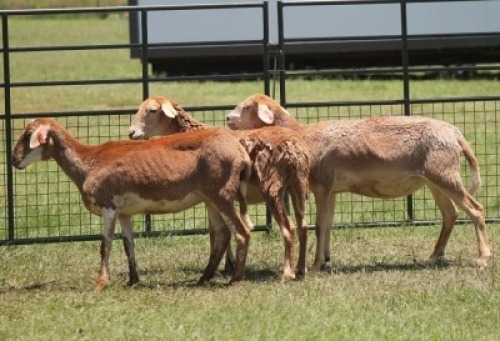 3X MEATMASTER EWE IMOYA