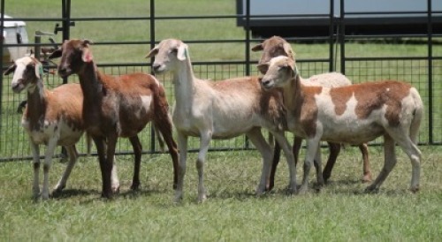 5X MEATMASTER EWE IMOYA