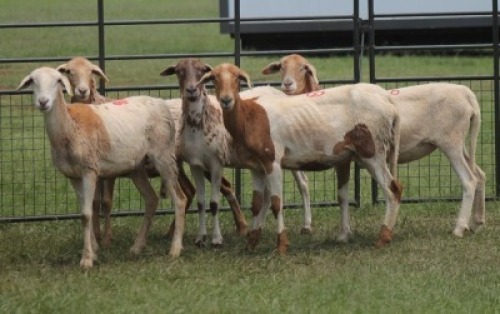 5X MEATMASTER EWE IMOYA