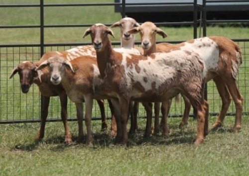 5X MEATMASTER EWE IMOYA