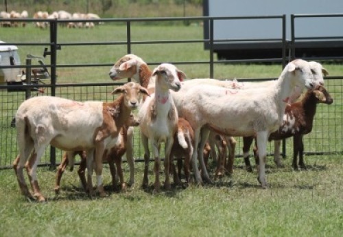 5X MEATMASTER EWE IMOYA