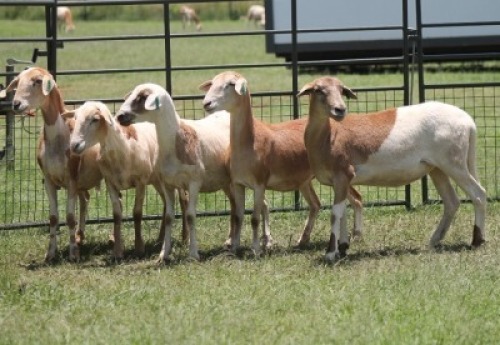 5X MEATMASTER EWE IMOYA