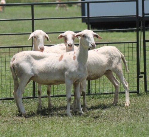 3X MEATMASTER EWE IMOYA