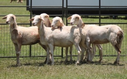 5X MEATMASTER EWE IMOYA