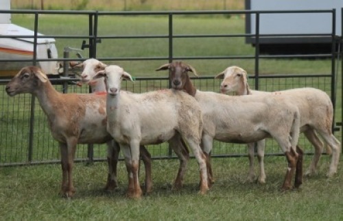 5X MEATMASTER EWE IMOYA