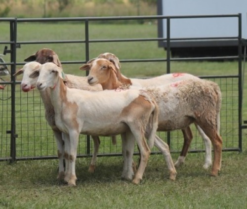 5X MEATMASTER EWE IMOYA