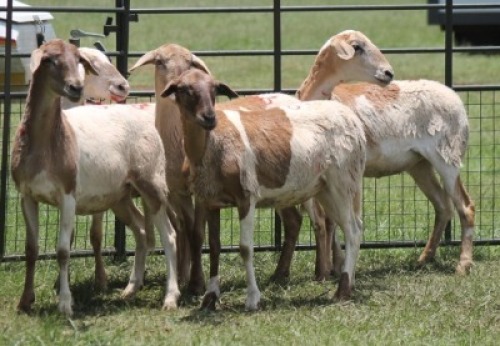 5X MEATMASTER EWE IMOYA