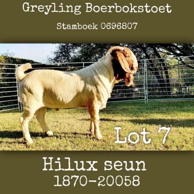 1X BOERBOK RAM Greyling Boerbokstoet - STOET