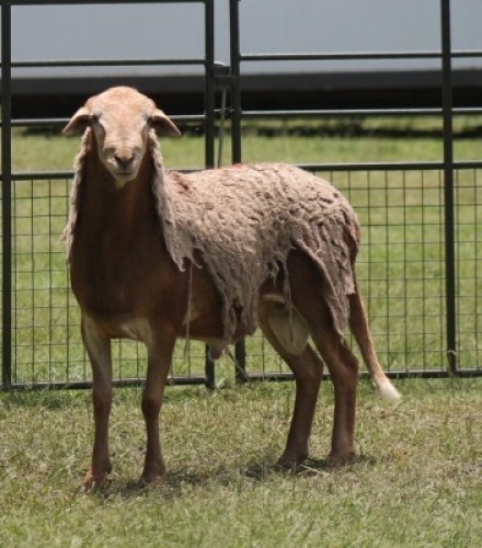 1X MEATMASTER EWE IMOYA