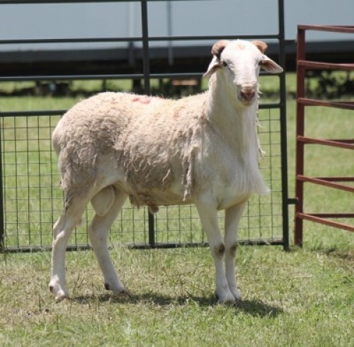 1X MEATMASTER EWE IMOYA