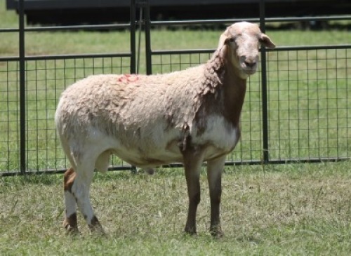 1X MEATMASTER EWE IMOYA
