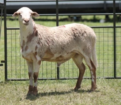1X MEATMASTER EWE IMOYA