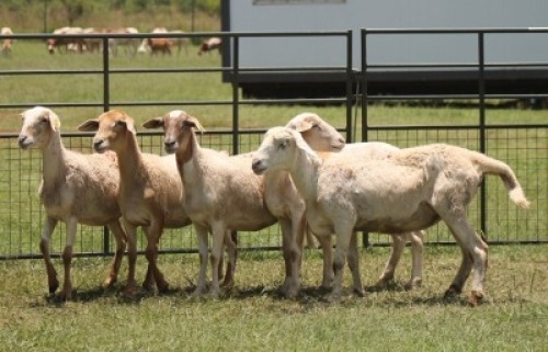 5X MEATMASTER EWE IMOYA