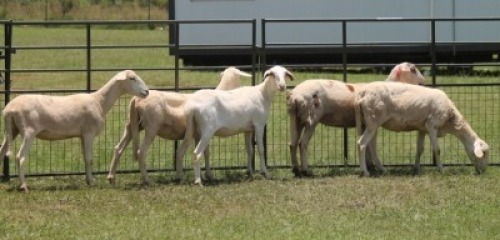 5X MEATMASTER EWE IMOYA