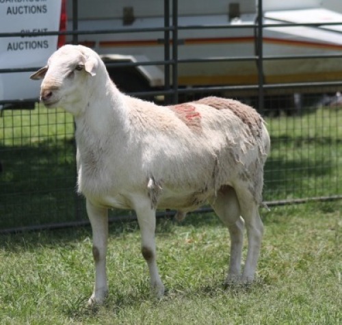 1X MEATMASTER EWE IMOYA
