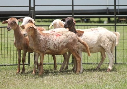 5X MEATMASTER EWE IMOYA