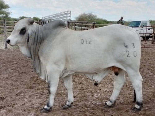1 x WHITE BRAHMAN BULL Bertus van der Merwe